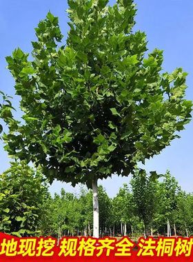 法国梧桐树悬铃木树苗大树庭院风景行道园林绿化苗木中国青桐法桐