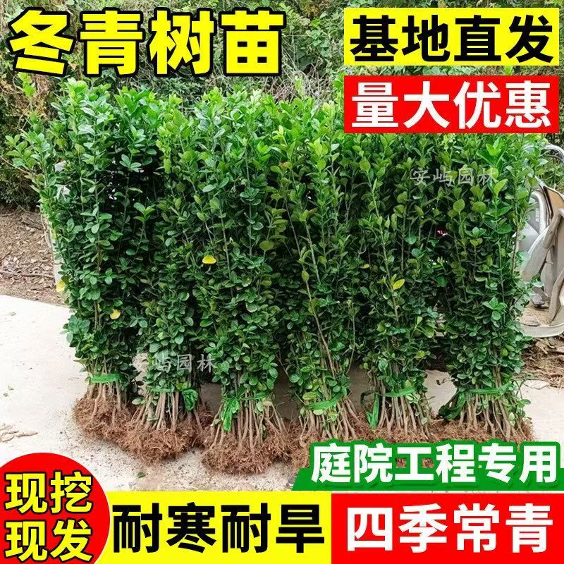 法国冬青苗庭院绿化四季常青