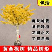 正宗橙之梦日本黄金枫树苗红枫三季 红庭院耐寒盆栽大型彩叶风景树
