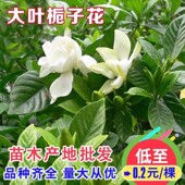 小叶栀子花苗重瓣浓香型大叶栀子花盆栽室外庭院四季 常青绿化小苗