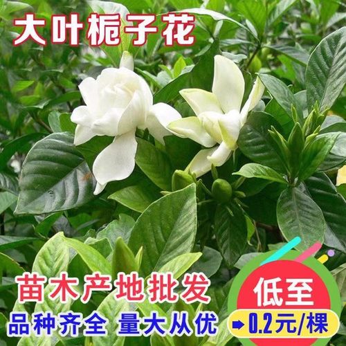 小叶栀子花苗重瓣浓香型大叶栀子花盆栽室外庭院四季常青绿化小苗
