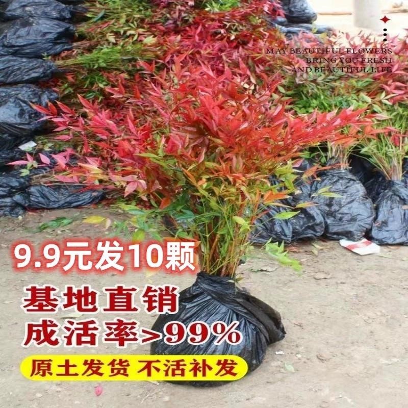 火焰变色南天竹冬红天竺盆景耐寒红叶植物室内外阳台庭院四季好养