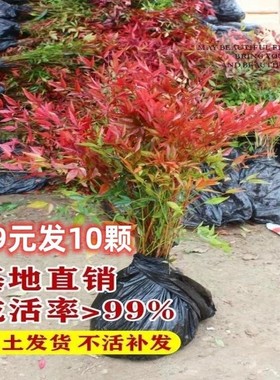 火焰变色南天竹冬红天竺盆景耐寒红叶植物室内外阳台庭院四季好养