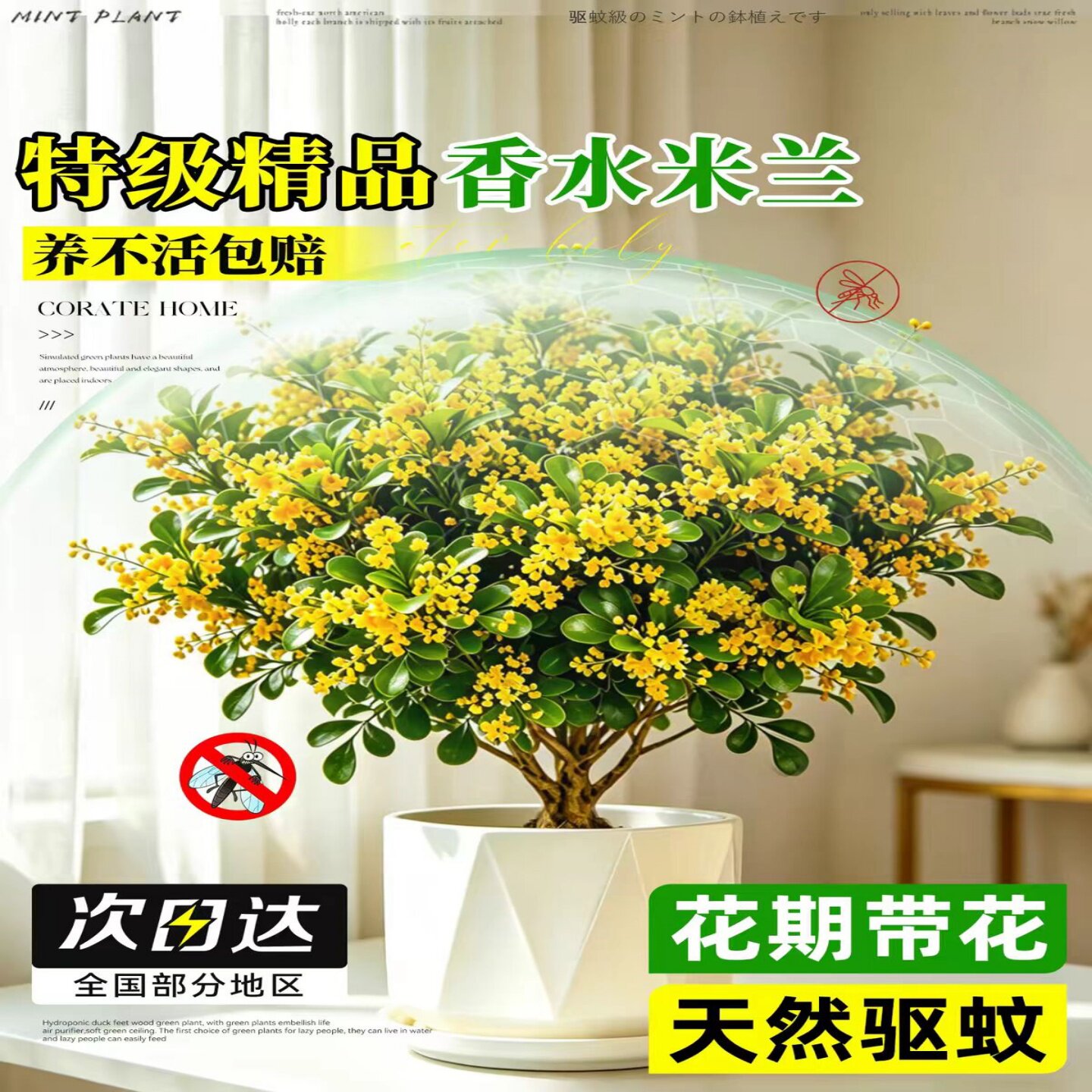 香水米兰盆栽带花苞易养多季开花