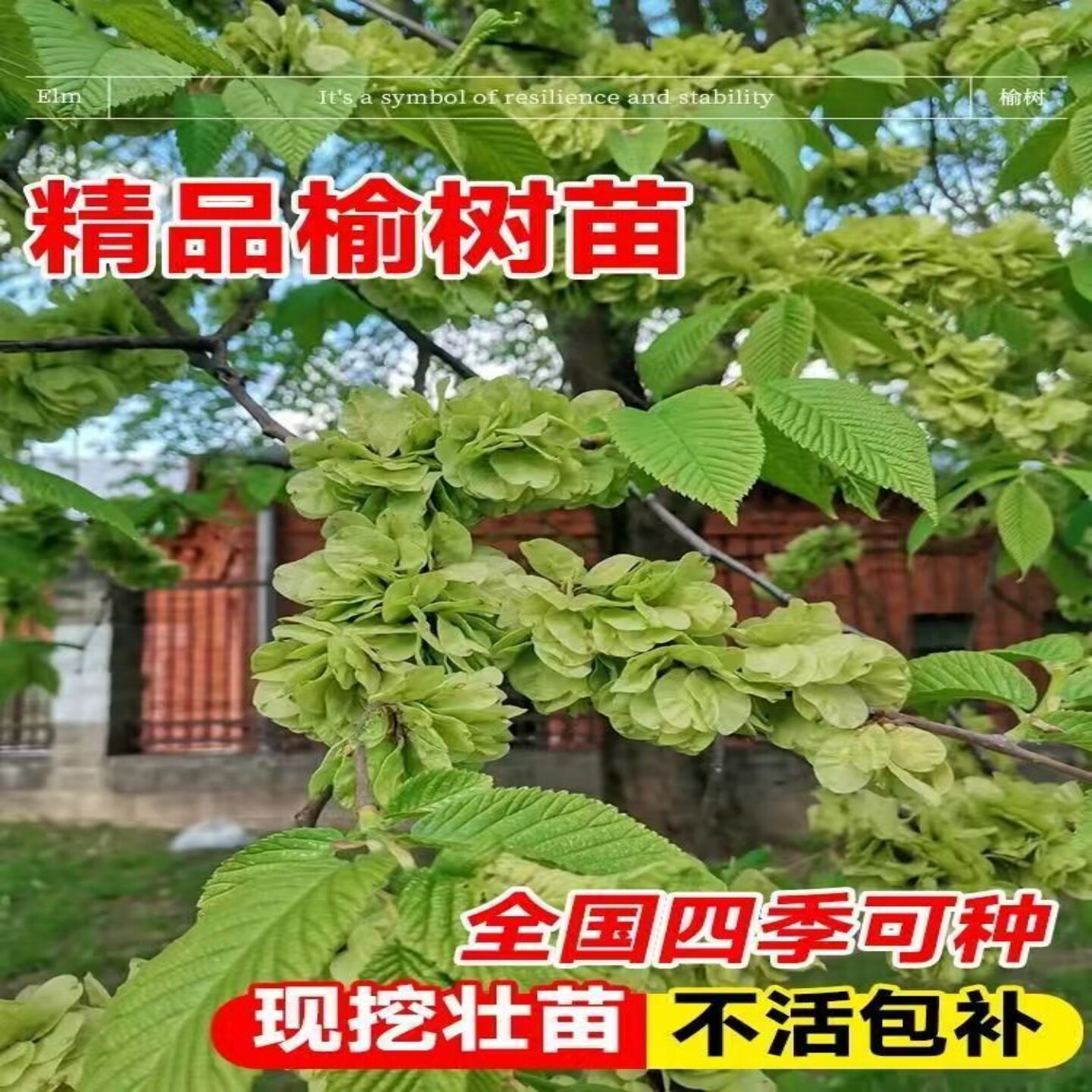 庭院种植苗木榆树苗速生榆树苗绿化工程苗占地拆迁苗耐寒好养盆栽