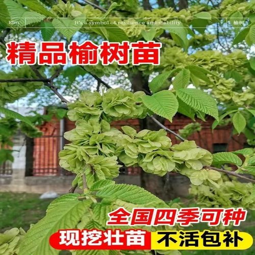 庭院种植苗木榆树苗速生榆树苗绿化工程苗占地拆迁苗耐寒好养盆栽