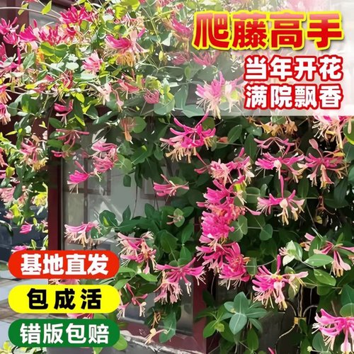 金银花树苗可食用金银花盆栽药用金银花阳台庭院爬藤植物当年开花