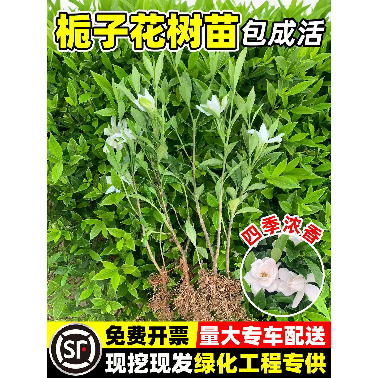 四季栀子花苗重瓣浓香型大叶栀子