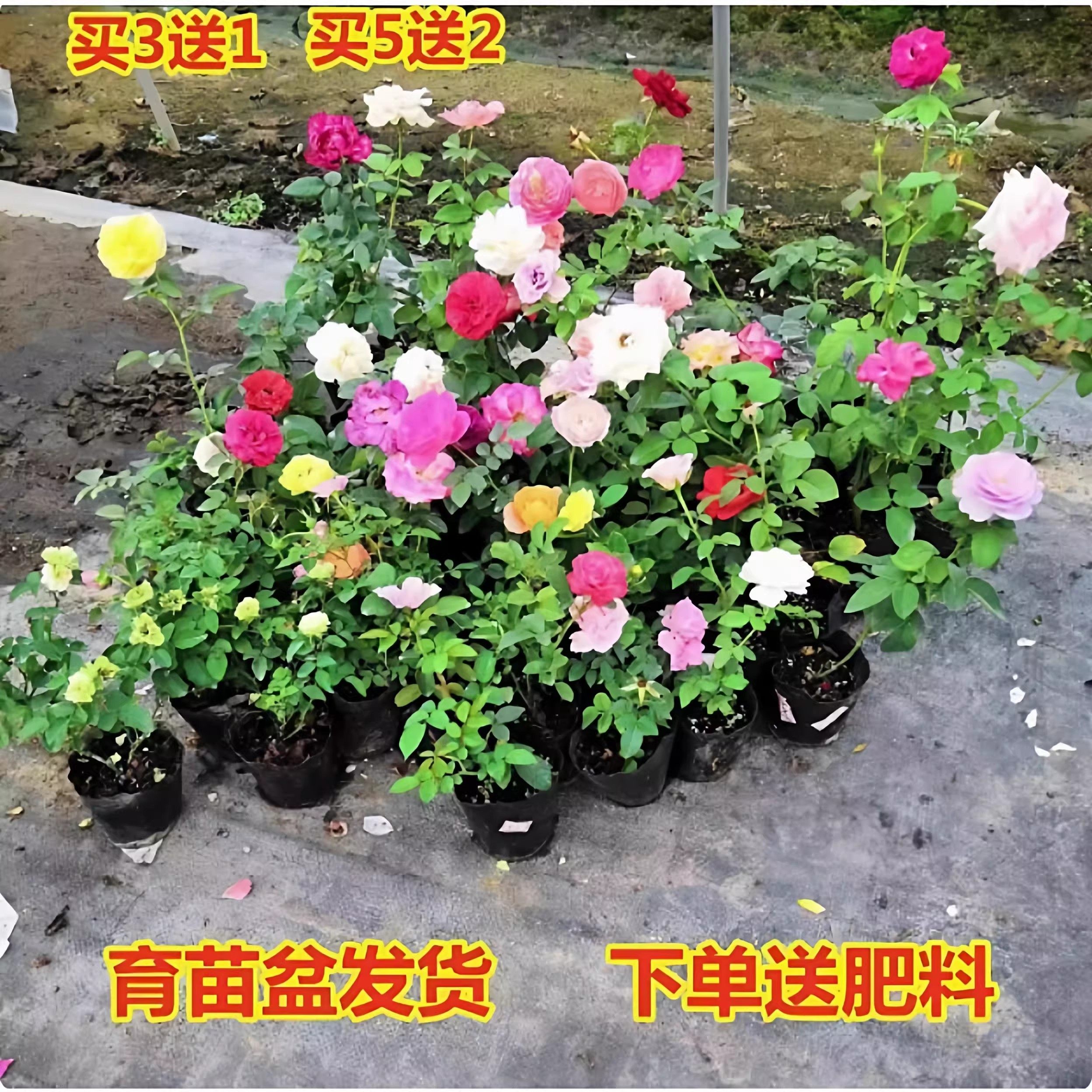 月季花苗四季花卉带花苞特大花卉爬藤小苗室内外阳台盆栽蔷薇玫瑰,鲜花速递/花卉仿真/绿植园艺,月季/蔷薇/玫瑰,淘宝优惠券,粉丝福利购,淘宝优惠卷