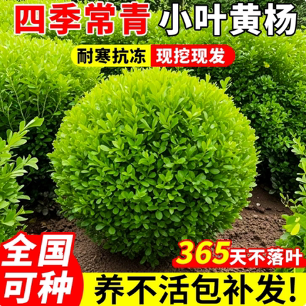 小叶黄杨特大号树苗瓜子黄杨球别墅庭院园林绿化苗木四季长青