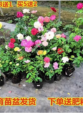 月季花苗四季花卉带花苞特大花卉爬藤小苗室内外阳台盆栽蔷薇玫瑰