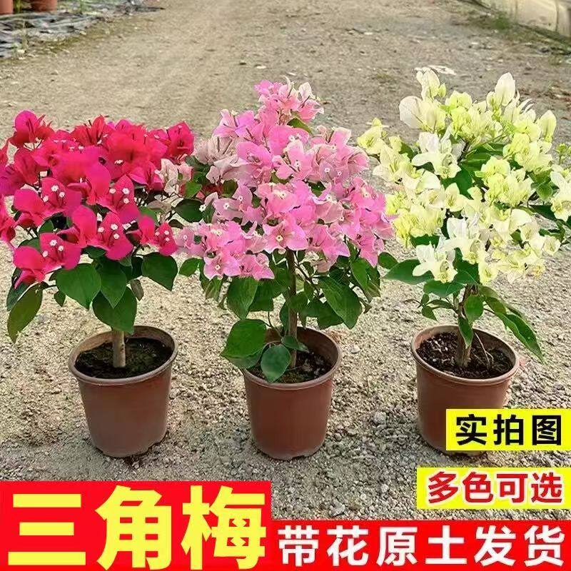 绿樱云南紫三角梅苗带花四季开花