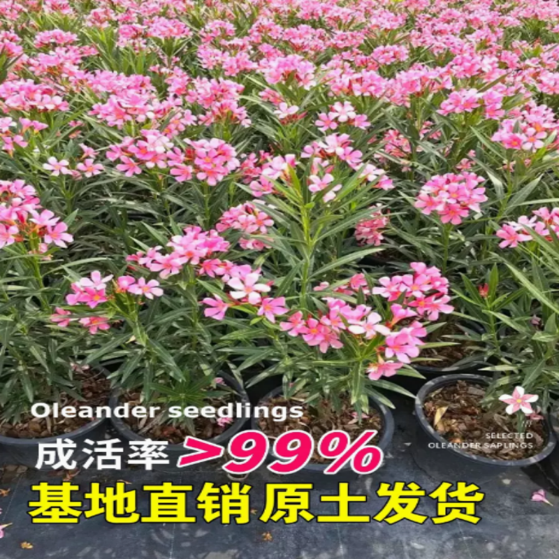 夹竹桃树苗柳叶桃苗夹竹桃盆栽花卉四季庭院篱笆院墙绿化植物避蛇,鲜花速递/花卉仿真/绿植园艺,观叶 /花灌木,淘宝优惠券,粉丝福利购,淘宝优惠卷