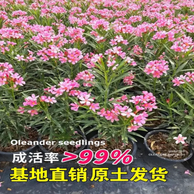 夹竹桃树苗柳叶桃苗夹竹桃盆栽花卉四季庭院篱笆院墙绿化植物避蛇