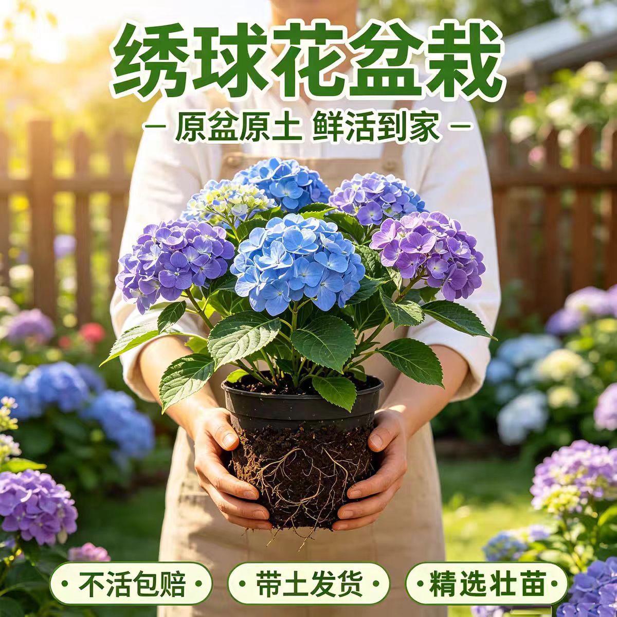 绣球花苗盆栽无尽夏绣球花盆栽室内庭院阳台好养的花卉植物庭院