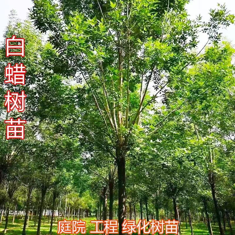 白蜡苗树苗 速生白蜡树苗 对节白蜡小苗 庭院室外种植树绿化苗木