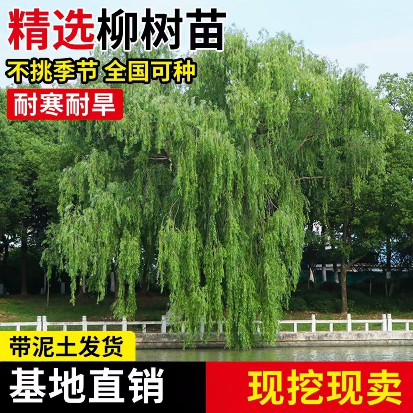 黄金柳树苗 金丝垂柳 直生小柳树枝条垂杨柳树苗旱柳树南北方种植