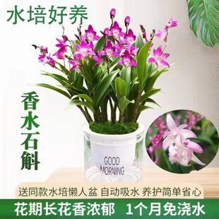 澳洲香水石斛兰盆栽带花苞水培植物石斛兰苗花卉植物室内绿植好养