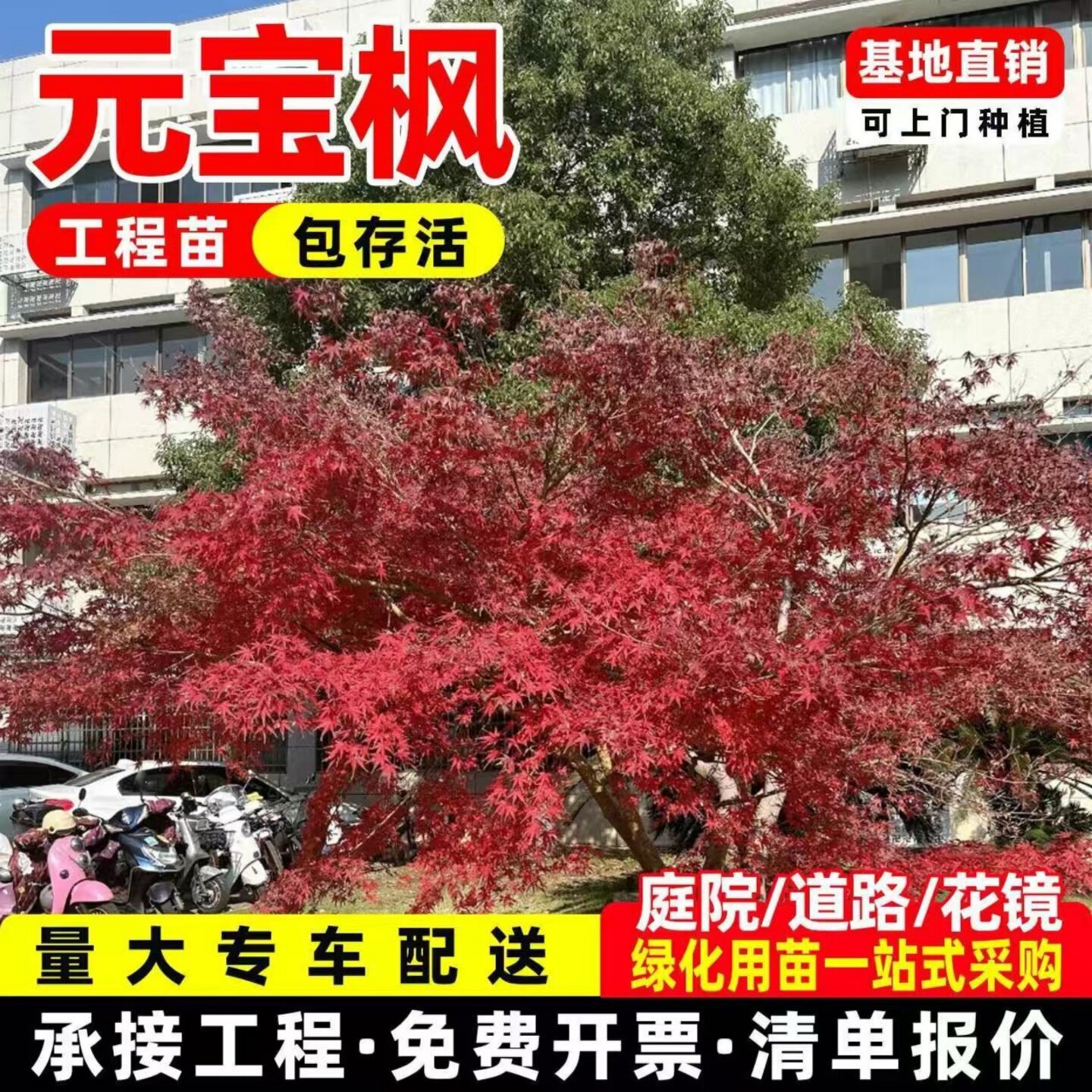 五角枫树苗五角槭五角枫彩叶枫苗青枫大小苗庭院道路耐寒绿化苗木