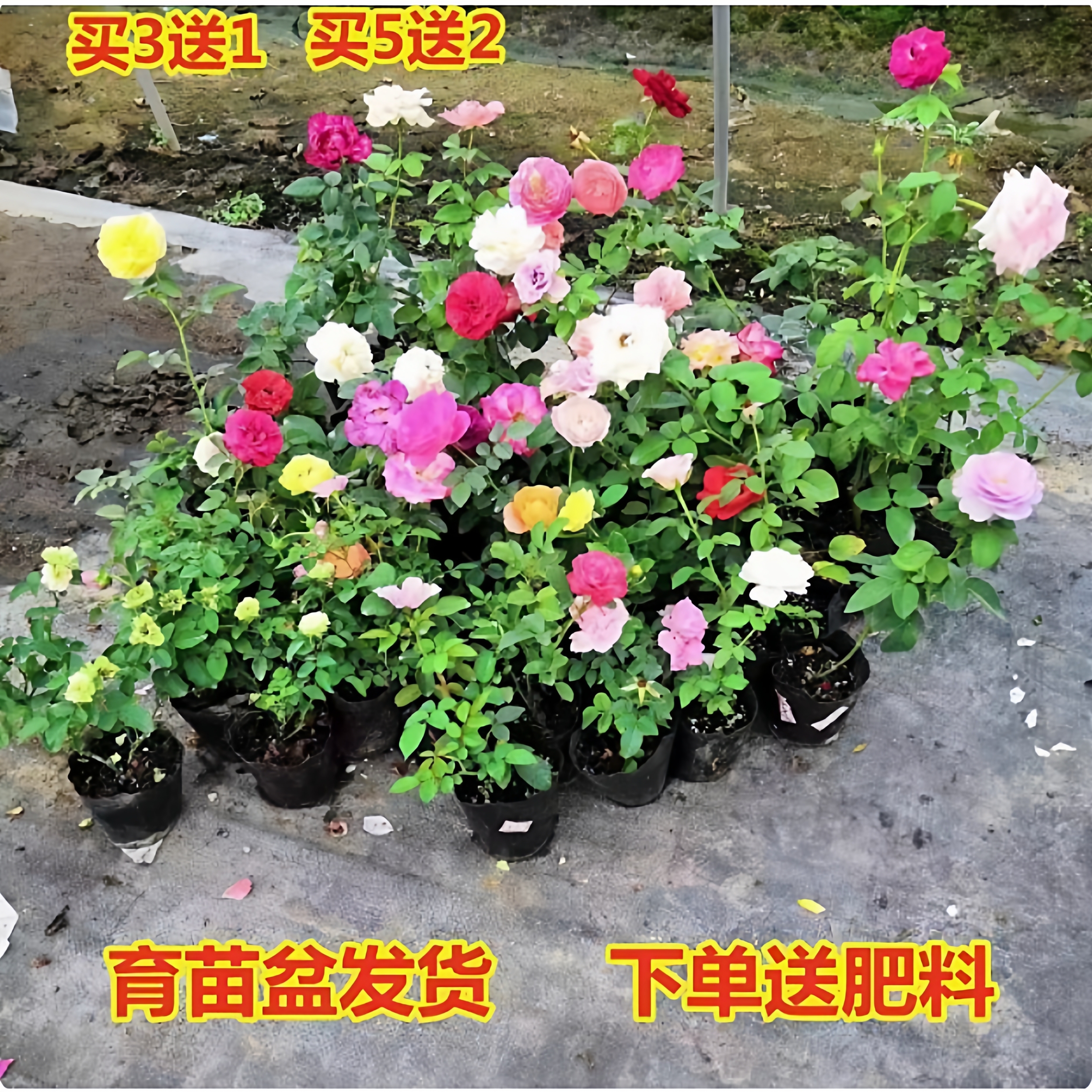 月季花苗四季花卉带花苞特大花卉爬藤小苗室内外阳台盆栽蔷薇玫瑰