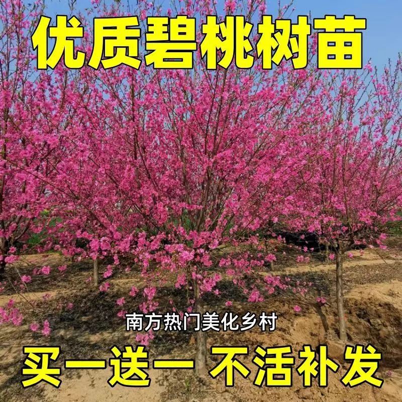庭院观赏桃花红叶碧桃树苗紫叶碧桃苗工程绿化苗紫叶桃别墅风景树
