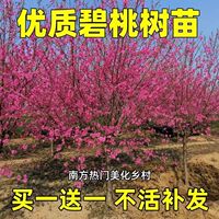 庭院观赏桃花红叶碧桃树苗紫叶碧桃苗工程绿化苗紫叶桃别墅风景树