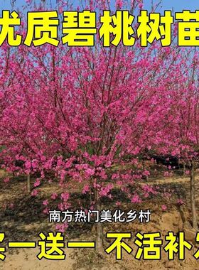 庭院观赏桃花红叶碧桃树苗紫叶碧桃苗工程绿化苗紫叶桃别墅风景树