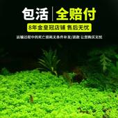 饰 水族箱装 鱼缸造景真水草套餐中小缸造景套餐 新手懒人水草搭配