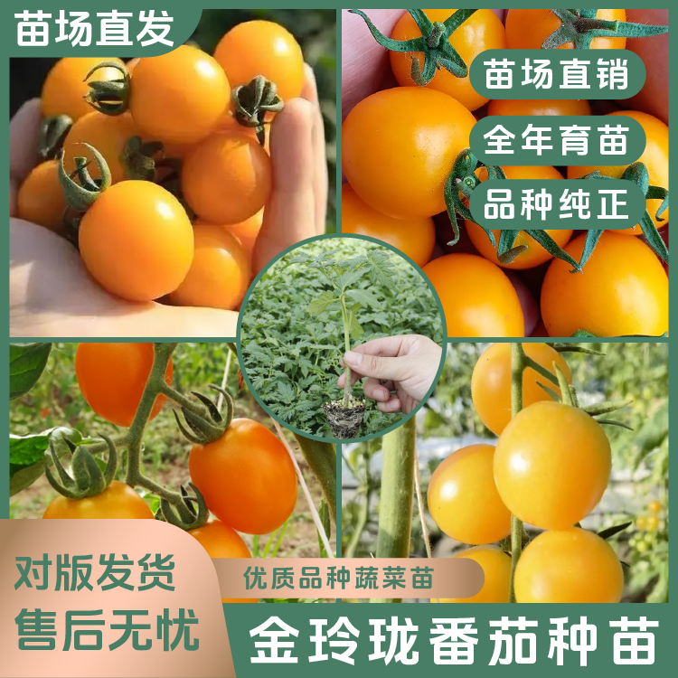 【黄圣女番茄苗】黄千禧番茄苗小番茄小西红柿苗阳台庭院种植易活