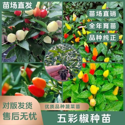 【五彩/七彩椒苗】多彩辣椒苗观赏椒可食用阳台庭院种植蔬菜