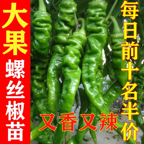 【螺丝椒苗】香辣螺丝椒苗高产陇椒青椒小尖椒阳台庭院种植蔬菜