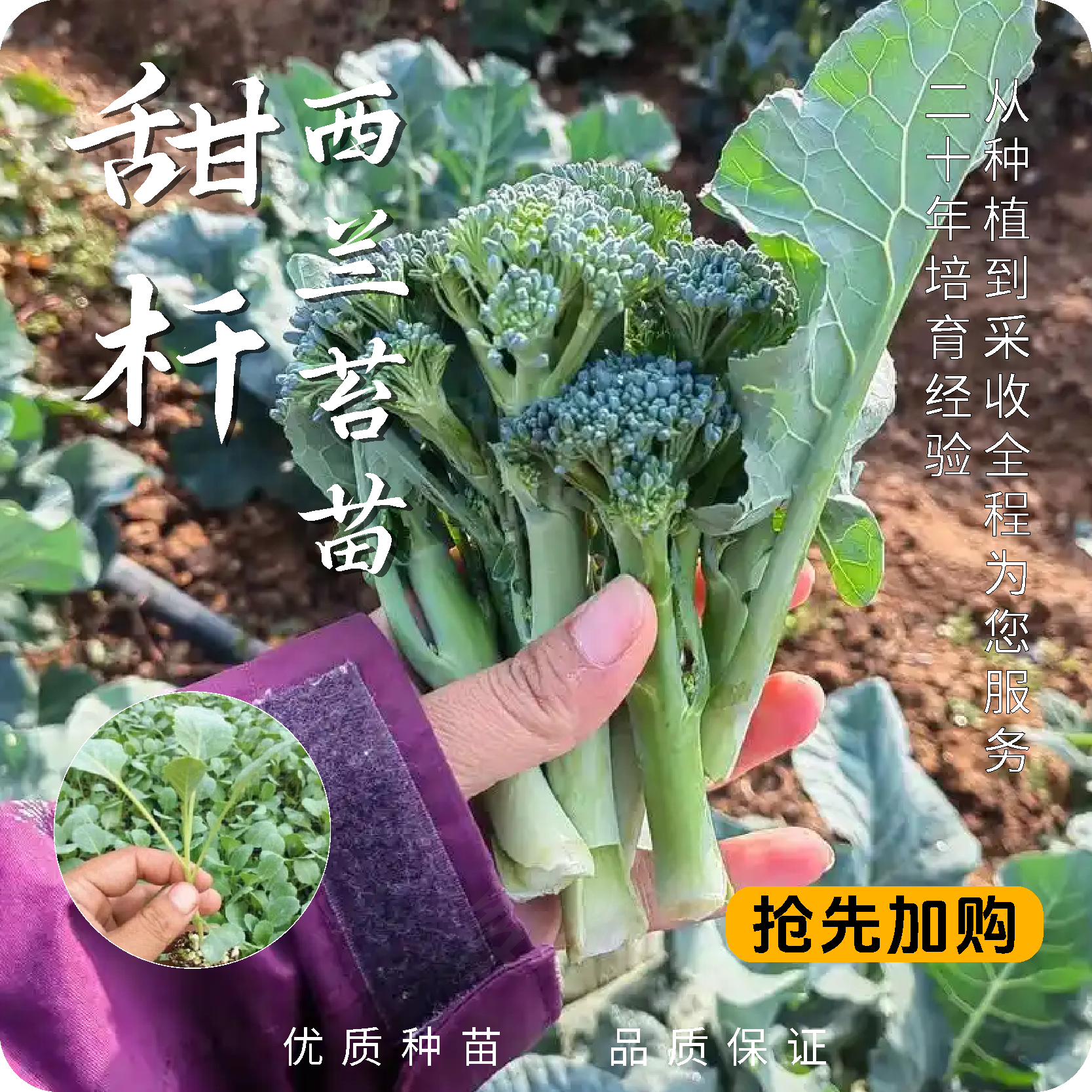 西兰花苗秧苗西兰花苗秧苗