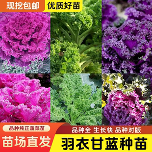 羽衣甘藍苗秧高產耐寒蔬菜女王綠粉紫羽衣四季 蔬菜 羽衣甘藍苗