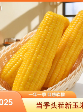 AA 整箱8斤-9斤12支2025东北当季新玉米黑土地粘糯黄糯玉米苞米