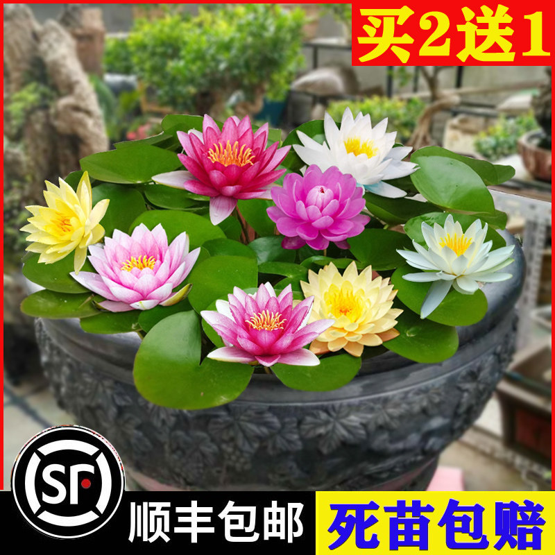 速发睡莲水培植物块花苞发货池塘荷花盆栽水养莲花根四碗莲带季开