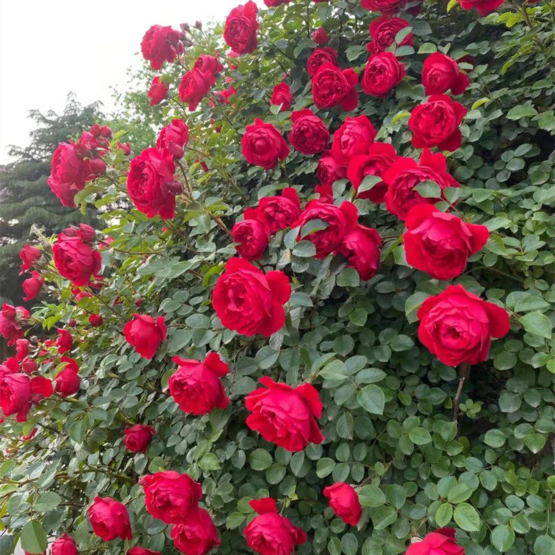 速发弗洛季蒂苞月伦大苗爬藤月季花苗藤本月季带花娜四季开花