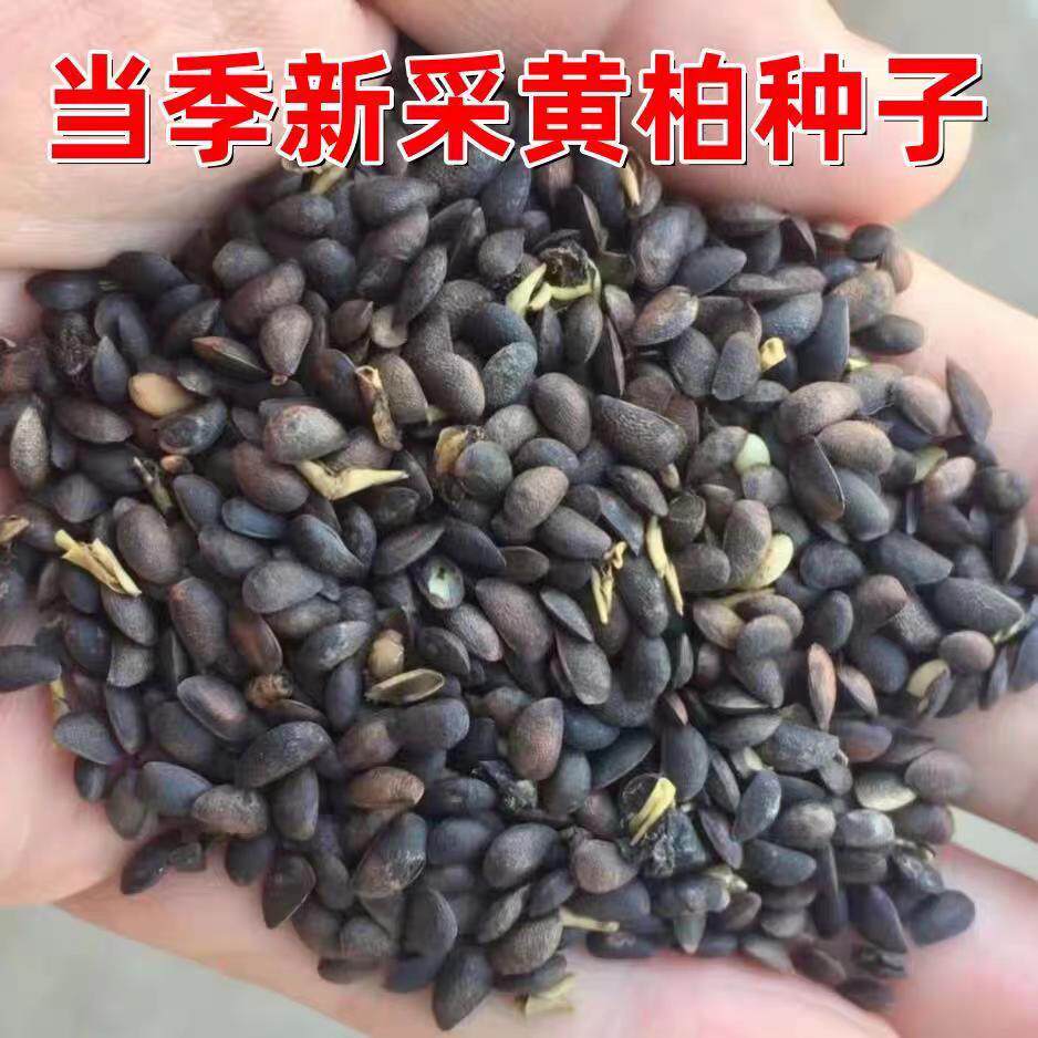黄柏树种子中草药刺黄檗元柏檗木家庭园艺种子