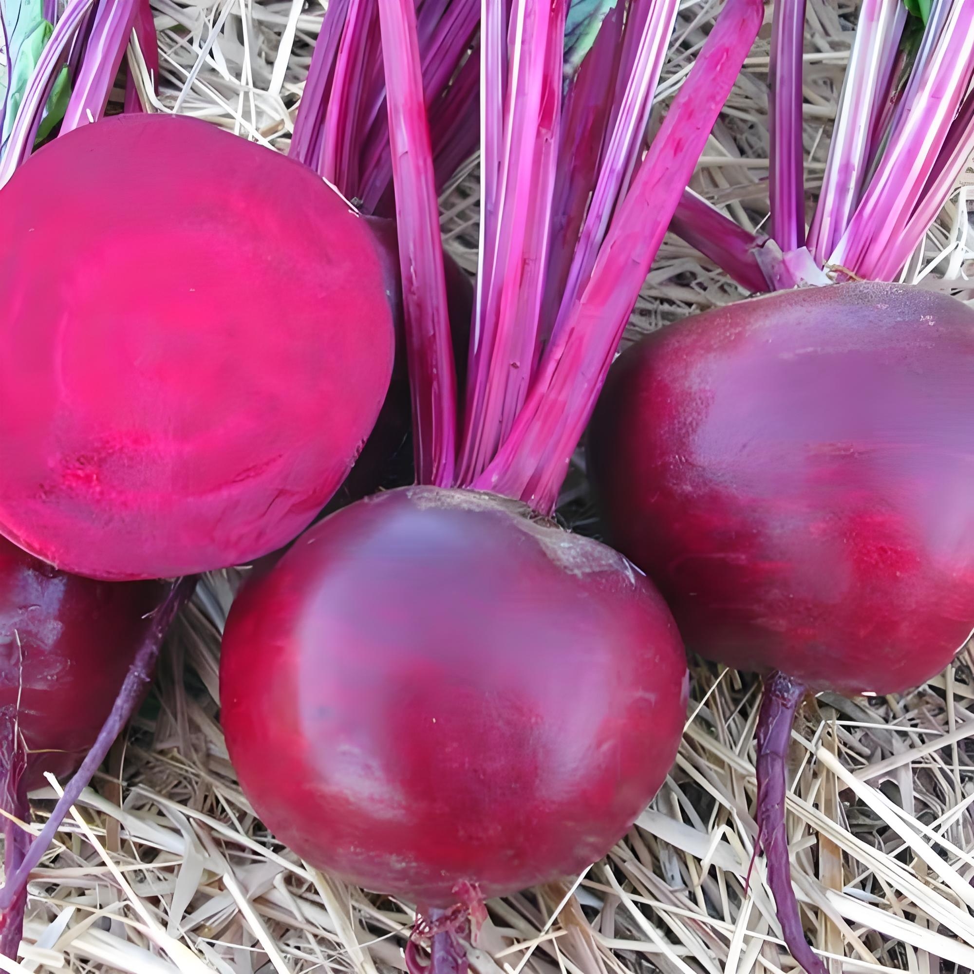红甜菜紫菜头种子榨汁生食蔬菜