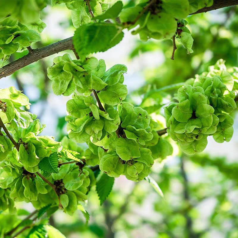 新采榆树籽榆树种子榆树墙籽金叶榆榆钱白榆家榆苗大榆树榔榆种子