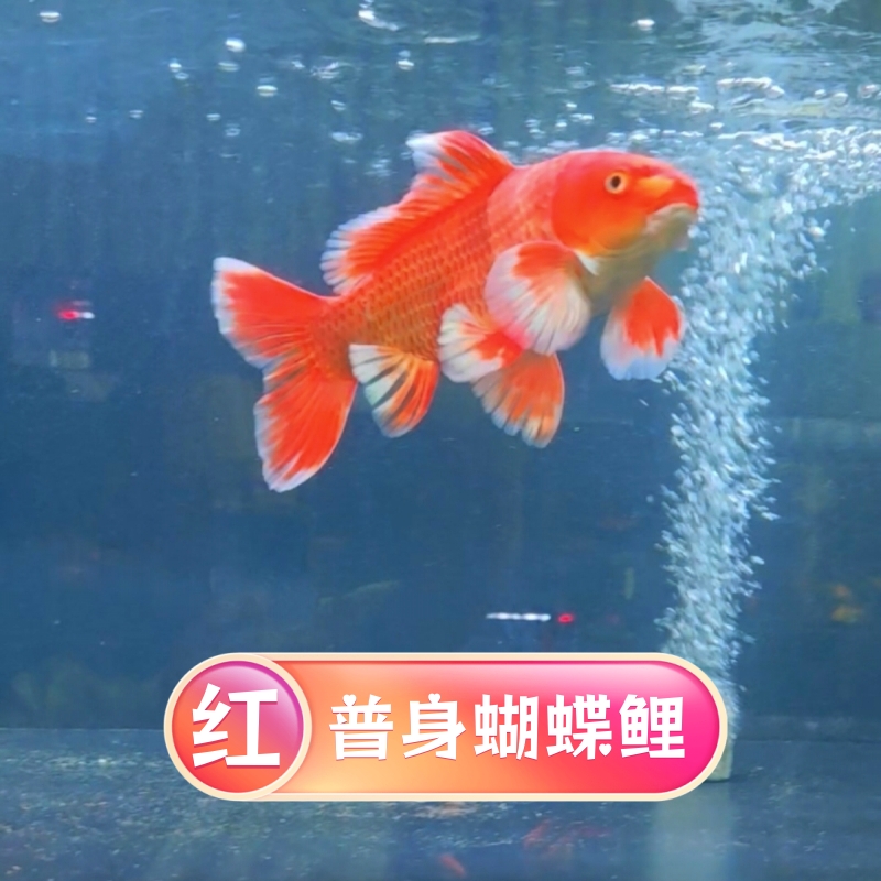 紅色普身蝴蝶鯉臺灣貴妃寵物魚大鰭大尾招財觀賞魚好養(yǎng)耐活冷水魚