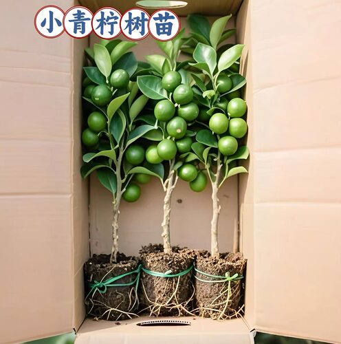 四季小青柠树苗盆栽地栽庭院阳台