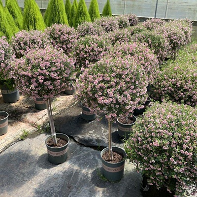 网红爆款棒棒糖小木槿花卉植物