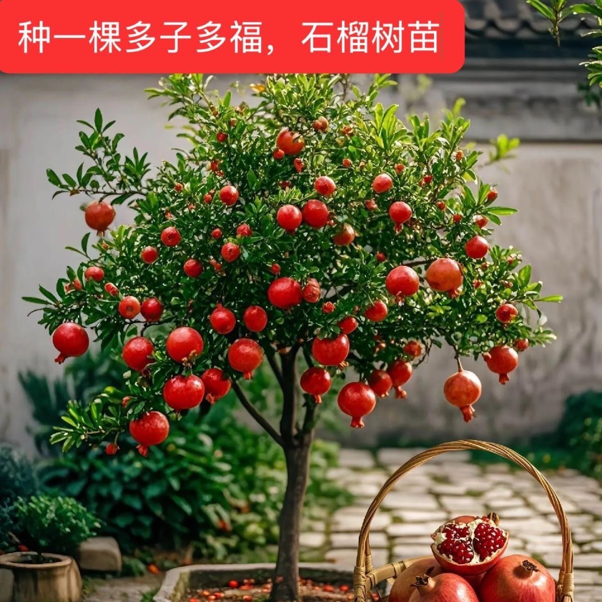 石榴树苗盆栽地栽南北方种植当年结果庭院阳台石榴苗