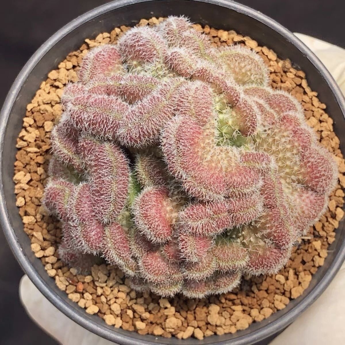 稀有红檀缀化仙人球红毯木耳室内多肉植物