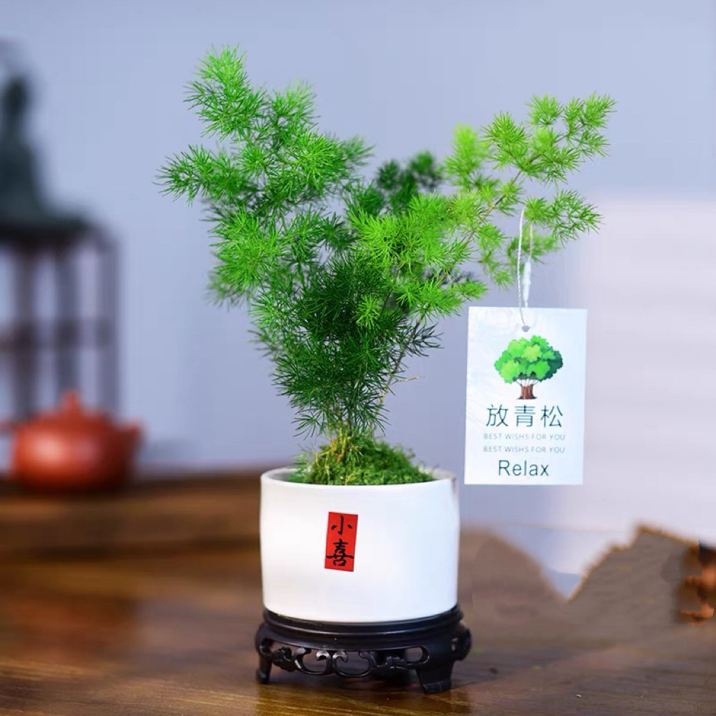 蓬莱松室内盆栽绿植花卉寓意盆景办公客厅茶室从桌面植物摆件好养