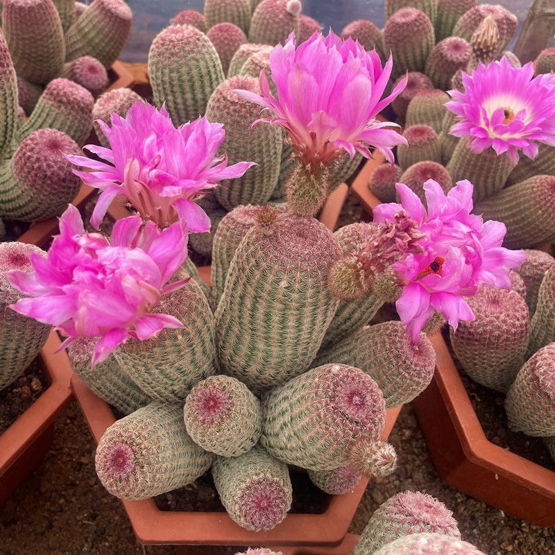 多头红太阳仙人球多肉植物室内办公桌面盆栽花卉绿植四季好养,鲜花速递/花卉仿真/绿植园艺,多肉植物,淘宝优惠券,粉丝福利购,淘宝优惠卷