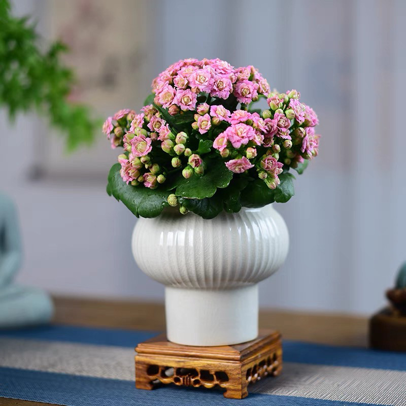 长寿花盆栽带花苞重瓣室内花卉植物阳台庭院观赏花卉盆景绿植送礼