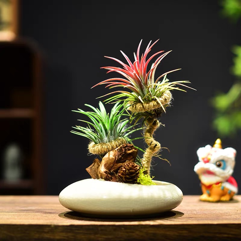 红黄绿精灵空气凤梨植物懒人