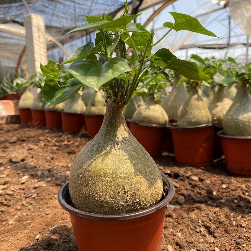 银叶睡布袋南非块根多肉植物 阳台观赏爬藤绿化含盆带土包邮