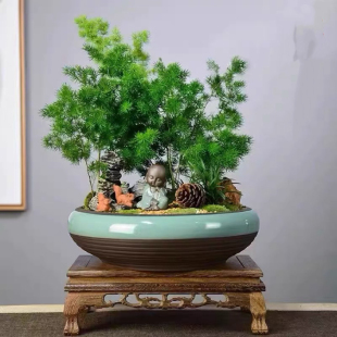 蓬莱松盆栽室内客厅盆景办公室桌面植物四季常青生肖猴绿植